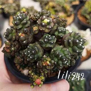 03 Gymnocalycium​ ​montrose transformer