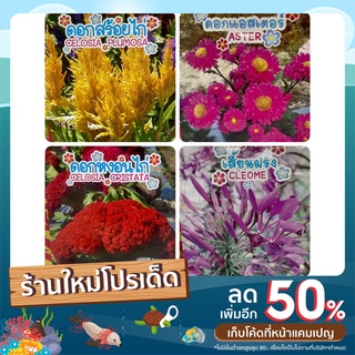 เมล็ดพันธุ์ดอกไม้ ตราภูเขาทอง มี 4 เมล็ดพันธุ์