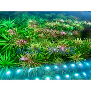 Rotala Wallichii ไม้ข้อ ไม้แดง ไม้เขียว ไม้ชมพู ไม้น้ำ ไม้หลังตู้ ตู้ไม้น้ำ พรรณไม้น้ำ ตู้ปลาสวยงาม