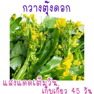 เมล็ด​พันธุ์​ กวางตุ้งดอก​ 500เมล็ด