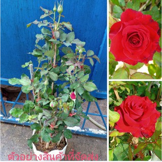 (ขาย ต้นพันธุ์) ต้น ดอก กุหลาบ ดอกใหญ่ สีแดง red Baccara ภูษณิศา วาสนา