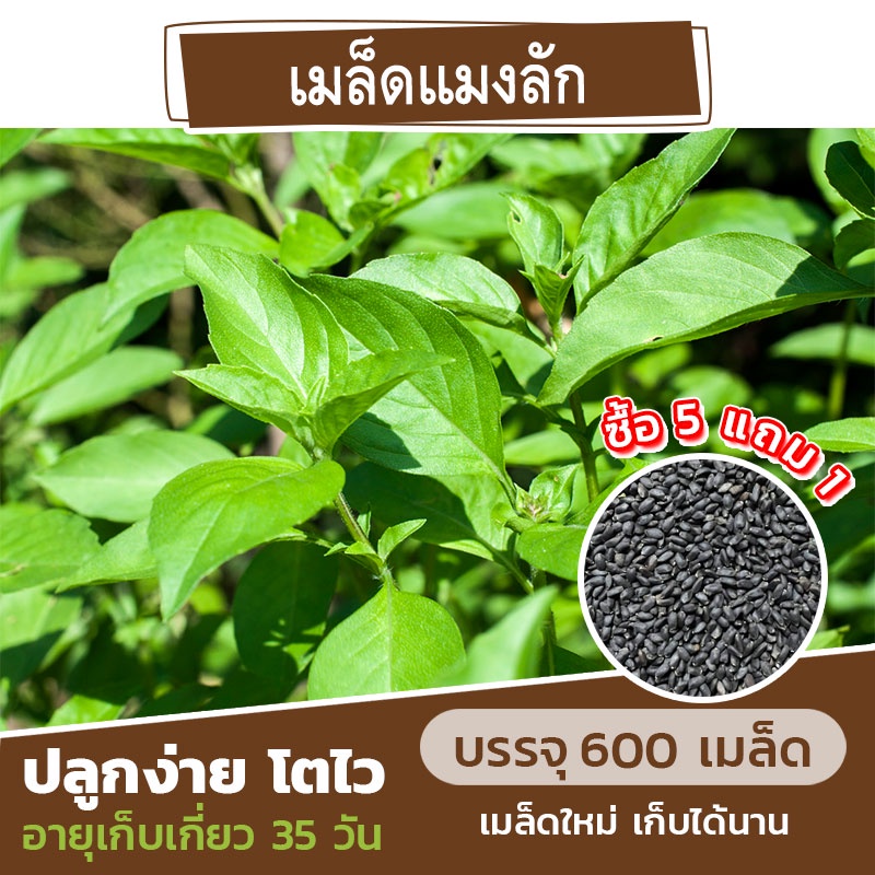 เมล็ดพันธุ์ ใบแมงลัก แบ่งขาย 600 เมล็ด (ซื้อ 5 แถม 1)