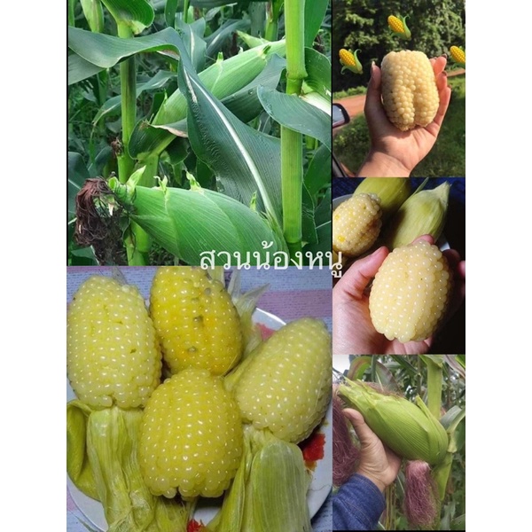 เมล็ดพันธุ์ข้าวโพดข้าวเหนียวแคระ