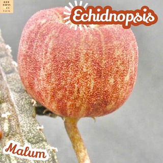 [เก๋งจีนดอกแอปเปิ้ล] Echidnopsis Malum ส่งพร้อมกระถาง แคคตัส Cactus Succulent Haworthia Euphorbia ไม้หายาก พืชอวบน้ำ