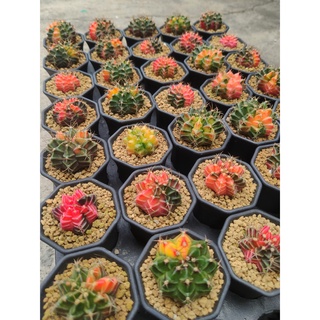 ยิมโนด่างไม้เมล็ด ราคาถูก สวยๆทุกต้น Gymnocalycium แคคตัส