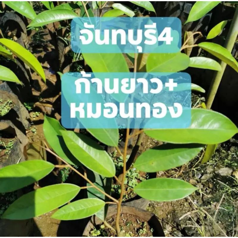 ต้นทุเรียนจันทบุรี​4ก้านยาวผสมหมอนทอง