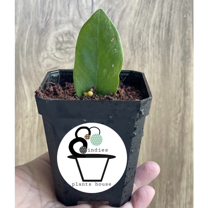 ต้นกวักมรกตด่าง Variegated Zamioculcas zamiifolia (ZZ Plant)