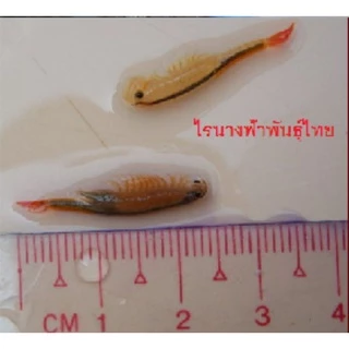 ไข่ไรนางฟ้าสิรินธรและไทย🧨​ค่าส่งถูก, ส่งทุกวัน🧨ไร​น้ำ​จืด​ อาหารสดอนุบาลลูกปลาอัตราการรอดสูง