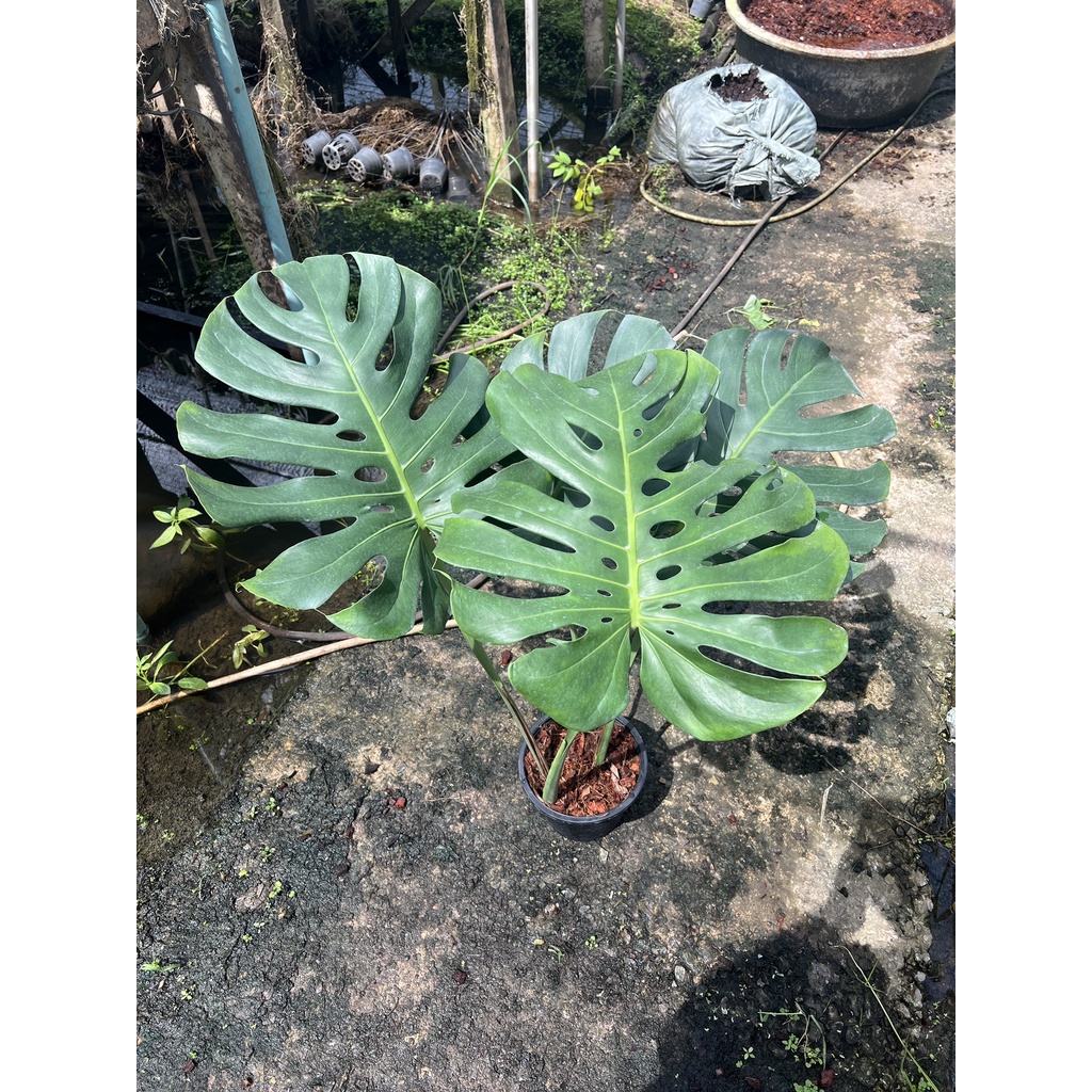 มุมมอง 2