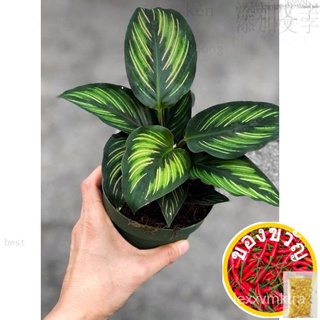 GPS Green Plant Society live plant  Calathea Beauty Star 魅力之星竹芋向日葵/花园/生菜/儿童/鲜花/上衣/苹果/男装/帽子/seeds/ YYWE