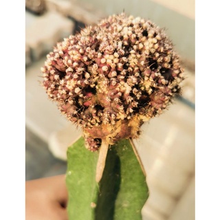 ยิ​มโน​ T lux ขนาดใหญ่ ทีรัก t-lux ​ สวยสุดๆ  แคสตัส castus​ Astrophytum​