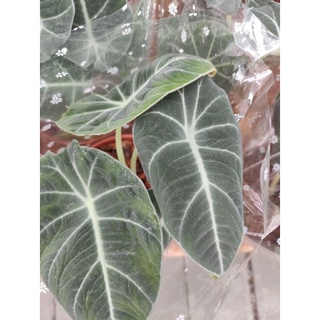 แบล็คเวลเวท 🌱 (Alocasia Black velvet)  ขนาดกระถาง"4"นิ้ว