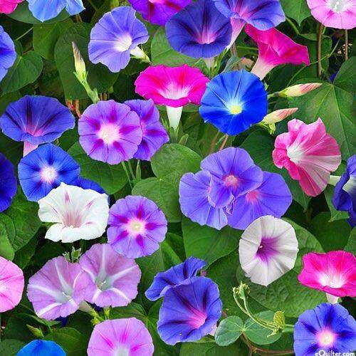 เมล็ดพันธุ์ มอร์นิ่งกลอรีคละสี (Mixed Morning Glory Flower Seed) บรรจุ 1000 เมล็ด คุณภาพดี ราคาถูก ต