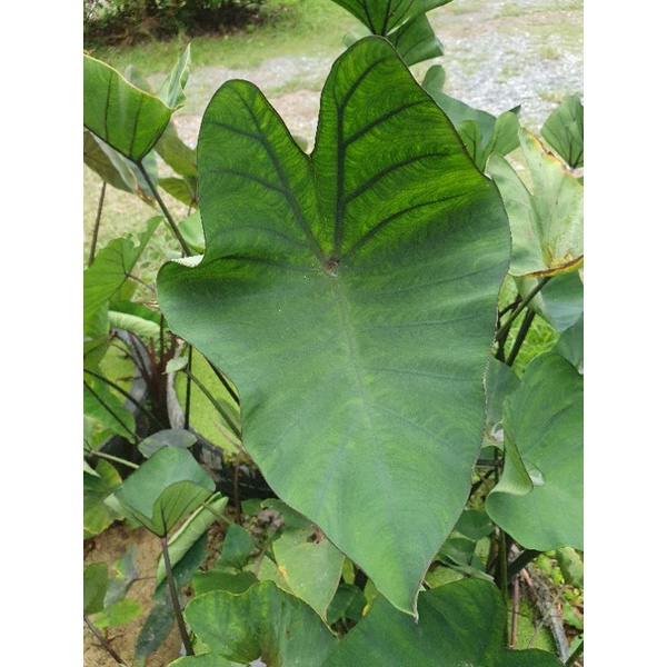 colocasia coffee cup