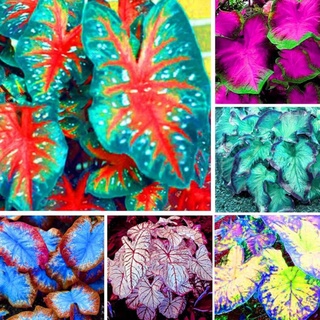 บอนสีหายาก Caladium Seeds เมล็ดดอกไม้ Mixed Colors Rare Flower Seeds (บรรจุ เมล็ด คุณภาพดี เ50 เมล็ด (ไม่ใช่พืช)