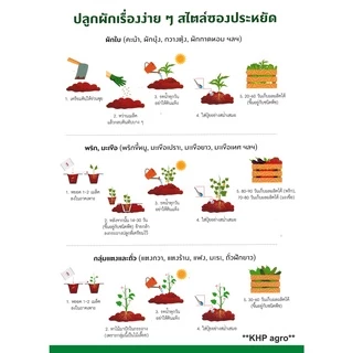 เมล็ดพันธุ์ ผักใบ ชุดที่ 1 เจียไต๋(ซอง) ผักสวนครัว เมล็ดผัก เมล็ดพันธุ์พืช ผักบุ้ง คะน้า ผักชี กวางตุ้งฯ **Best Seller**