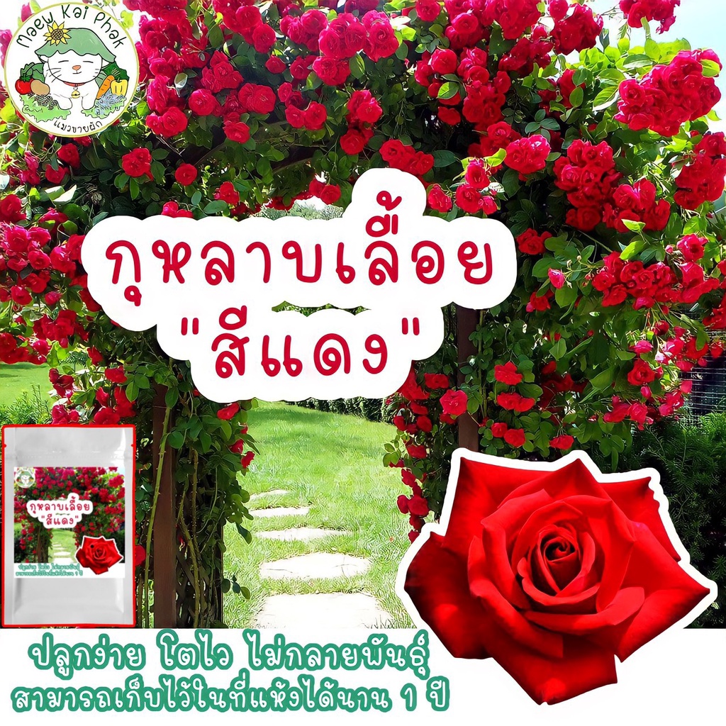 เมล็ดพันธุ์ กุหลาบเลื้อย สีแดง Red Rose 30 เมล็ด เมล็ดพันธุ์แท้ นำเข้าจากต่างประเทศ ปลูกดอกไม้ เมล็ด กุหลาบ ทำสวน ถูก