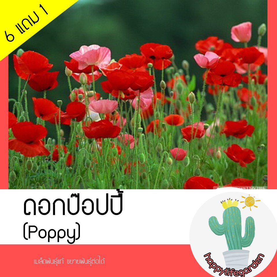 My Image 21