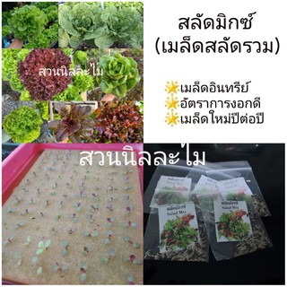 เมล็ดสลัดรวม(สลัดมิกซ์)200-250เมล็ด(มีเก็บเงินปลายทาง)