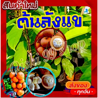 ต้นลังแข 1 ต้น ผลไม้ใต้หายาก เนื้อหนาขาวปุย ต้นพันธุ์สูงประมาณ 25-30 ซม. มีสินค้าพร้อมส่ง(1ต้น/แพค)