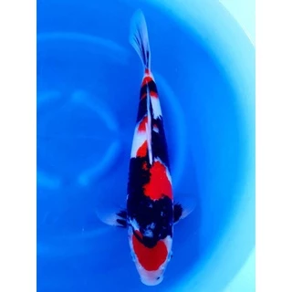 ZenKoi สูตรสมดุล สำหรับปลาคาร์ฟ ปลาทอง ปลาสวยงาม แบบกระสอบ 20 Kg. ดูแลสุขภาพของปลา ไฟเบอร์สูง