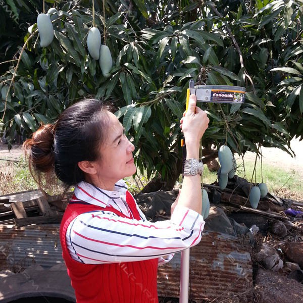 SmileArm® หัวห่อผลไม้ (ไม่รวมด้าม) ใช้ง่าย3ขั้นตอน ห่อกันแมลงกินผลไม้ ที่ห่อผลไม้  กันแมลง กันกระรอกกินผลไม้ - รูปที่ 6