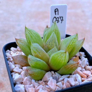 Haworthia obtusa hybrid ‘Pukluk’ ปุ๊กลุ๊ค A087