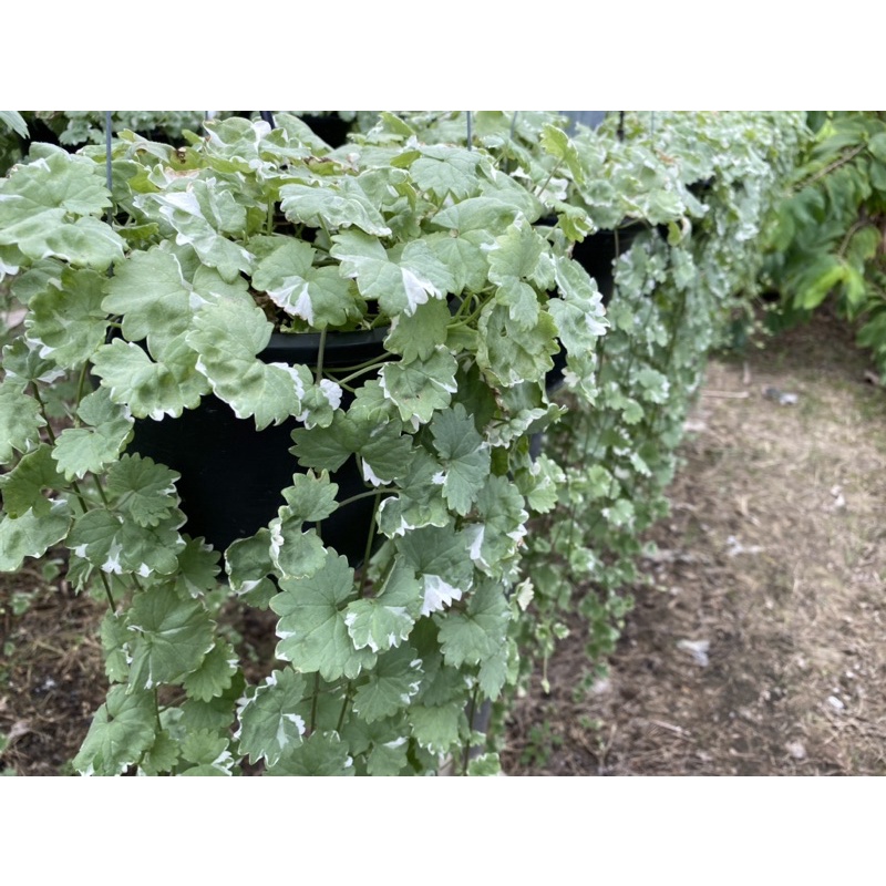 เนพิต้าด่างเลื้อย กราวไอวี่ด่าง Ground Ivy variegated หูเสือด่าง