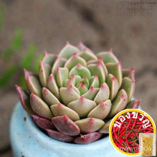 GPS Green Plant Society Live Succulent Echeveria Olivia โอลิเวีย帽子/头饰/内裤/上衣/鲜花/苹果/园艺/种子/向日葵/文胸/ DMFF