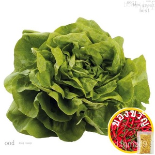 [funiture SG ] 150 Butter head / butterhead lettuce seeds (fr SG)เมล็ดเชีย เมล็ดกุหลาบ เมล็ดดอกไม้ เมล็ดดอกดาวเรือง เมล็