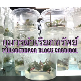 ไม้เนื้อเยื่อฟิโลเดนดรอนกุมารดำเรียกทรัพย์💰 Philodendron black cardinal