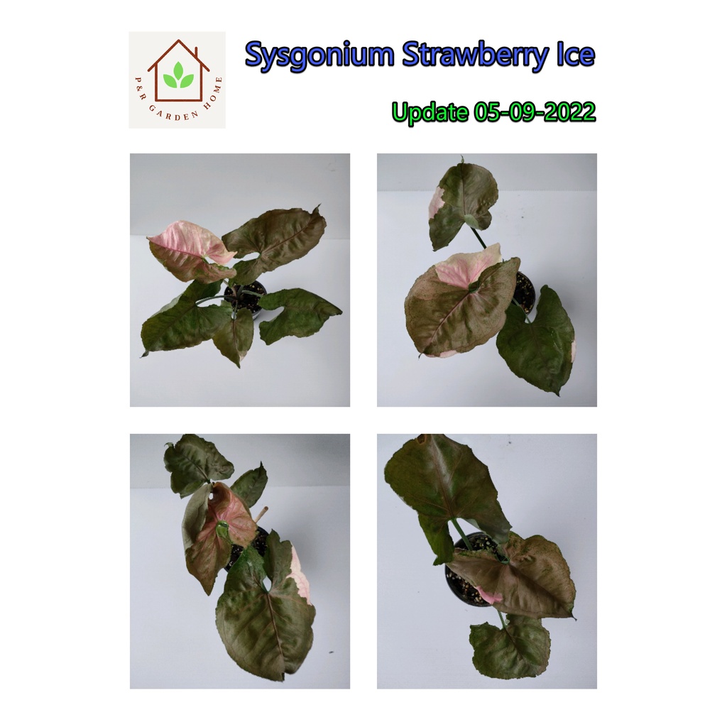 สตรอเบอรี่ไอซ์ Syngonium Strawberry Ice