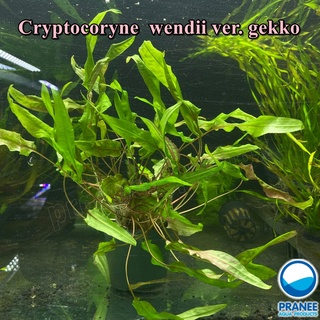 Cryptocoryne ​wendii​ ver.gekko คริปเก๊กโกพร้อมปลูก (ต้นไม้น้ำ) ***กรุณาอ่านรายละเอียดก่อนสั่งซื้อ***