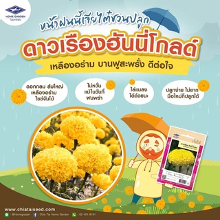 ดาวเรือง ดอกใหญ่ 🌼 ฮันนี่โกลด์ เมล็ดดาวเรือง