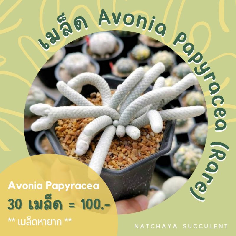 เมล็ด​​ Avonia Papyracea เมล็ด​หายาก​ เมล็ด​แคคตัส