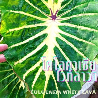 ☘️บอนนอกไวท์ลาวา☘️Colocasia White Lava