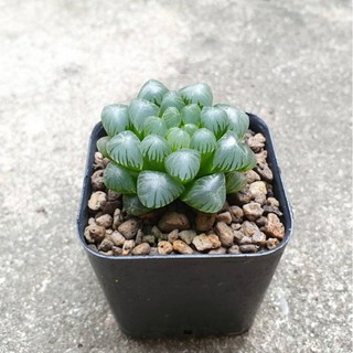 จัดส่งทั้งกระถาง!!!ต้นหยดน้ำ Haworthia cooperi var.truncata 1 ต้น