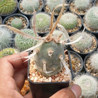 ต้นกระบองเพชร หนามกระดาษ Tephrocactus articulatus var. papyracanthus (Phil.) Backeb. #cactus #Tephrocactus