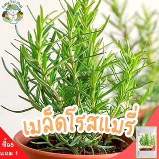 เมล็ดพันธุ์ โรสแมรี่ 40 เมล็ด Rosemary Herb Seeds เมล็ดพันธุ์แท้ นำเข้าจากต่างประเทศ ผักสวนครัว ราคาถูก ขายดี พร้อมส่ง