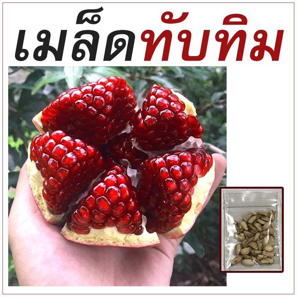 เมล็ดทับทิม 20เมล็ด ไม้มงคล เมล็ดพันธุ์ทับทิม เมล็ดต้นทับทิม