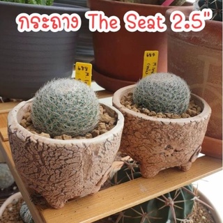 กระถาง​ The Seat 2.5",กระถางปลูกแคคตัส, กระถางกระบองเพชร, กระถางแฮนด์เมด, Clay pot, Cactus pots,กระถางดินเผา