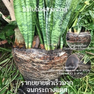 ปุ๋ยหมักคุณภาพสูง (1kg) ปุ๋ยหมัก ปุ๋ยอินทรีย์ เร่งดอก เร่งราก ดูแลลำต้น บำรุงดิน