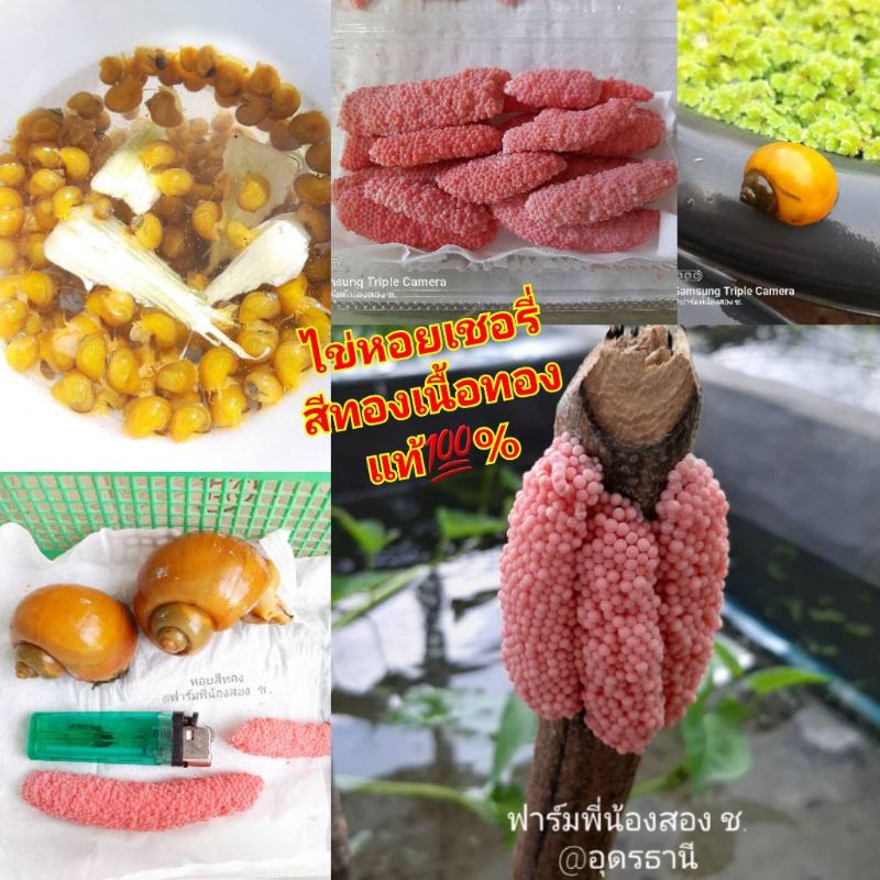 ไข่หอยเชอร์รี่สีทองสายพันธุ์แท้ จากฟาร์มระบบปิด