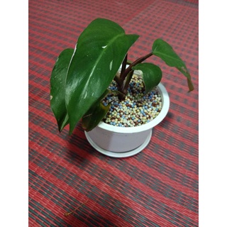 Philodendron Pink Princess ฟิโล เดนดรอน พิ้งค์ ปริ้นเซ็ท