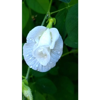 เมล็ดอัญชัน ขาว ซ้อนผสมชั้นเดียว 10/50 เมล็ด (White butterfly pea)