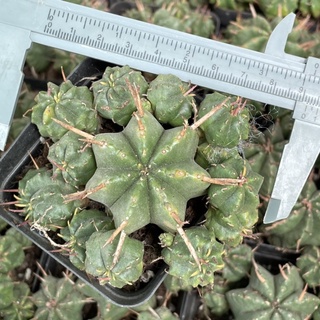 ยูโฟเบีย euphorbia meloformis 🌵แคคตัสฟอร์มกอ