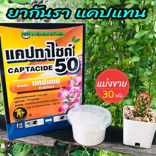 ยากันราแคปแทน (Captan - Captacide 50) ราในกระบองเพชร ไม้อวบน้ำ แคคตัส ไม้ประดับ ยาเพาะเมล็ด ฆ่าเชื้อราในดิน แบ่งขาย 30 g