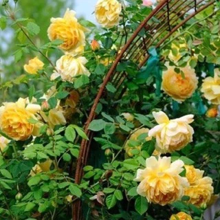 กุหลาบเลื้อยอังกฤษ🌼 สีเหลือง 🎯ถูกที่สุด 10 บ.🎯20 เมล็ด🎈งอกง่าย🌱โตไว☘️ดอกดกมาก🌱กลิ่นหอม