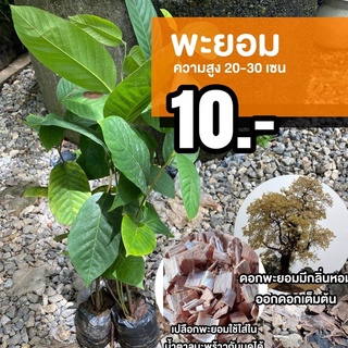 ต้นพะยอม (จำนวน 1 ต้น) สูง 20-30 cm. #Shorearoxburghii