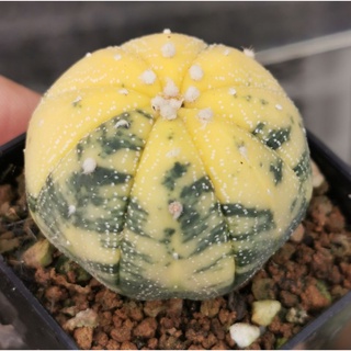 แอ​สโตร​ไฟตัม  #ด่างสวย   #แคสตัส castus​ Astrophytum แอสโตร แอสโตร​ไ​ฟตั้​ม กระบองเพชร